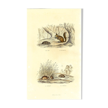 Original zoological plate "Rat - Squirrel - Field Mouse - Mouse" Buffon 1840