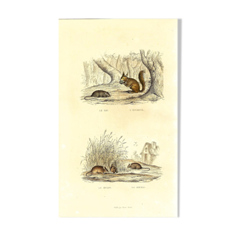 Original zoological board "Rat - Squirrel - Mulot - Mouse " Buffon 1840