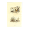 Planche zoologique originale "Rat - Ecureuil - Mulot - Souris " Buffon 1840