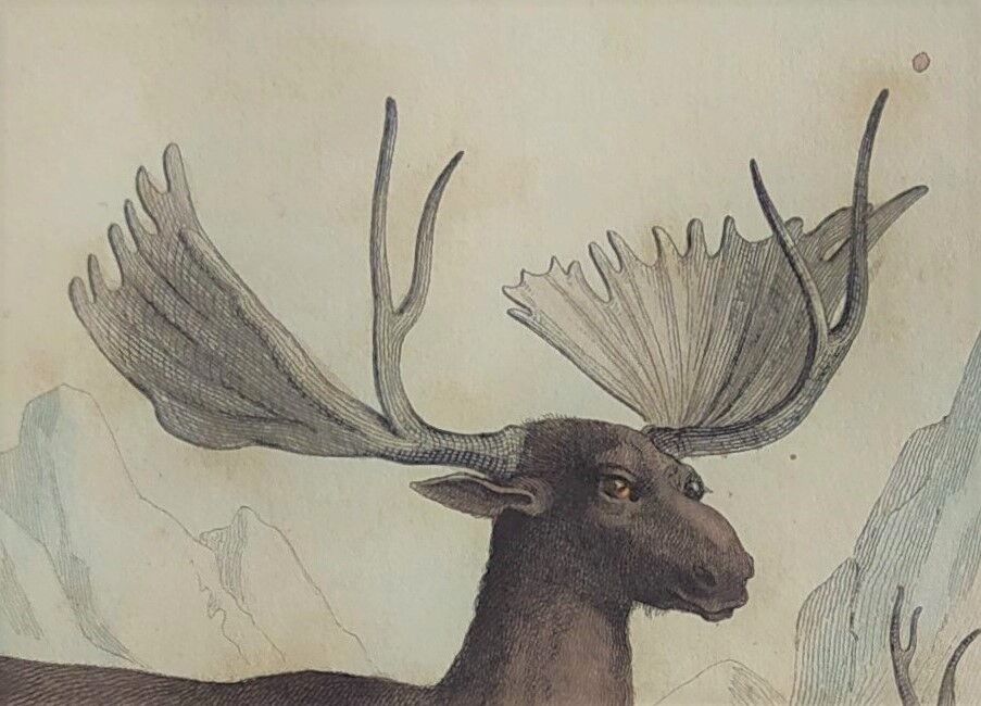 Original Zoological Board " Elan & Reindeer - Buffon 1836