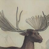 Original Zoological Board " Elan & Reindeer - Buffon 1836