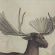 Planche Zoologique Originale " Elan & Renne - Buffon 1836