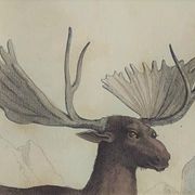 Original Zoological Board " Elan & Reindeer - Buffon 1836