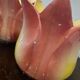 Pair of art nouveau plants signed delphin massier vallauris