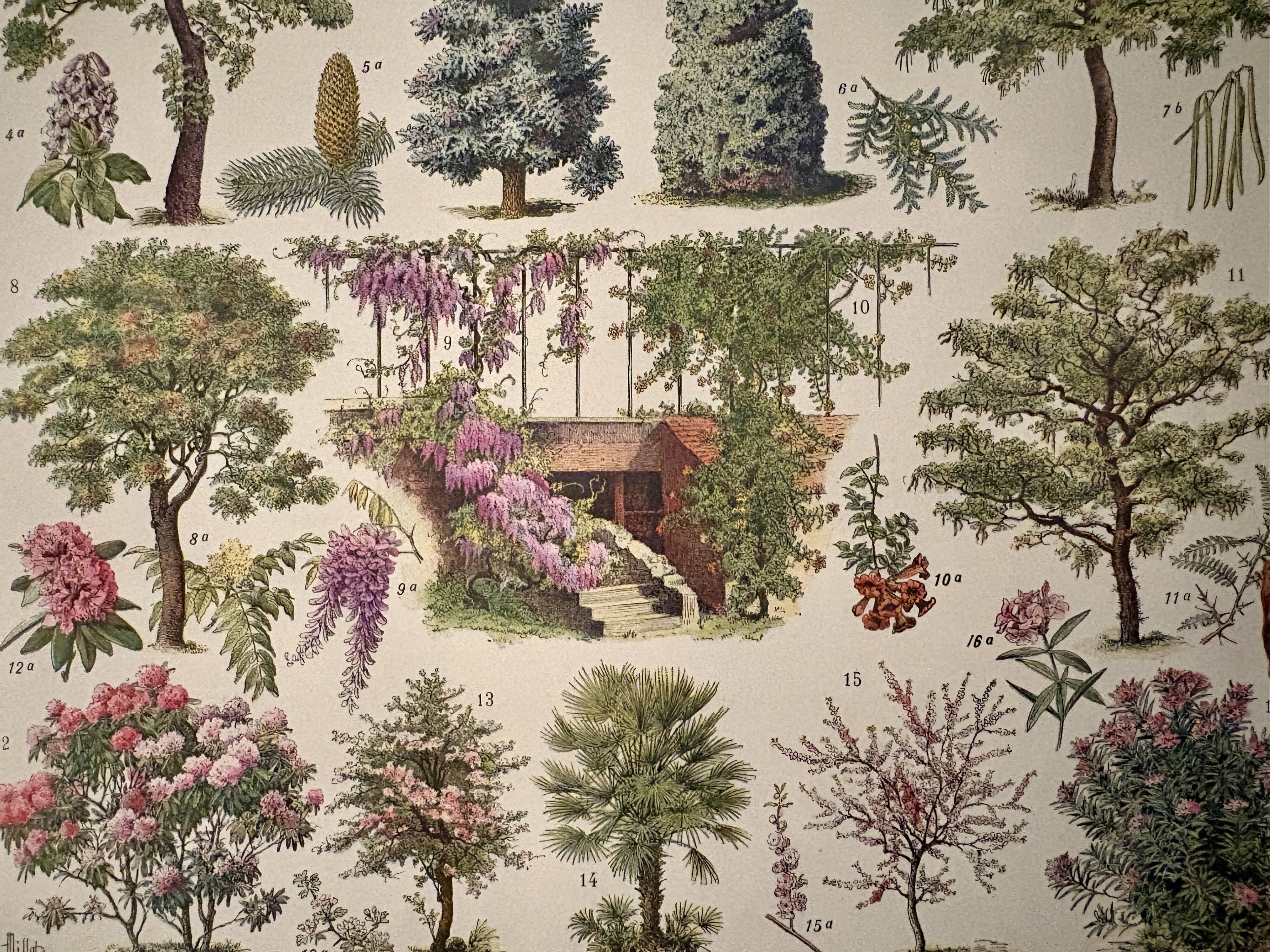 Lithograph on gardens (robinia) - 1930