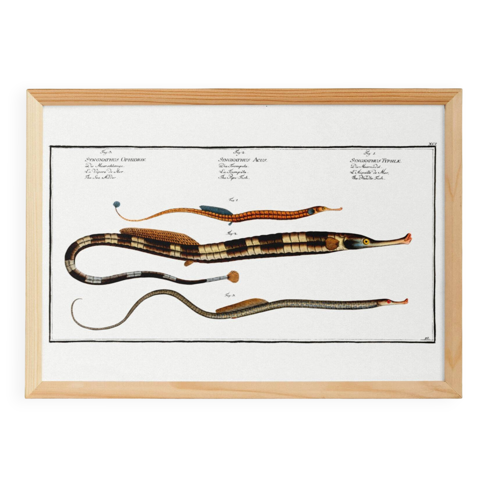 Poster about needlefish, based on an old engraving from 1746.