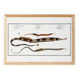Poster about needlefish, based on an old engraving from 1746.