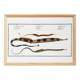 Poster about needlefish, based on an old engraving from 1746.