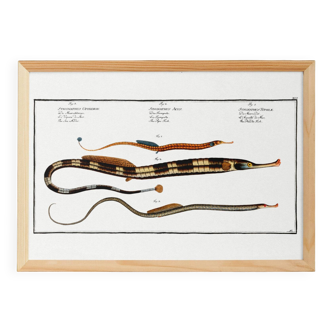 Poster about needlefish, based on an old engraving from 1746.