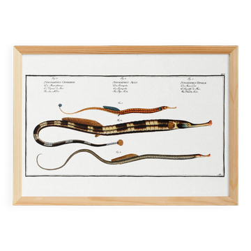 Poster about needlefish, based on an old engraving from 1746.