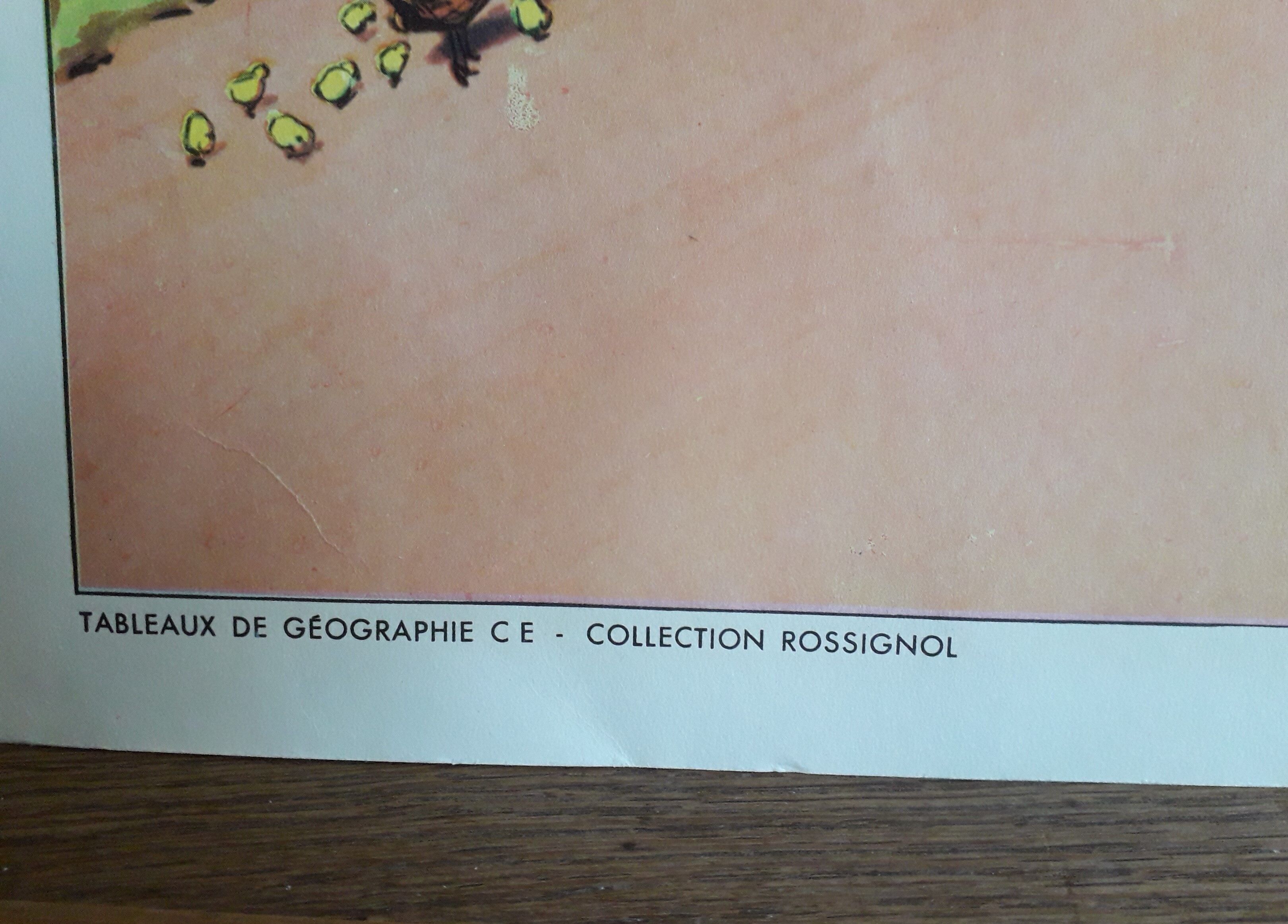 School poster 50s, Rossignol editions in winter and spring