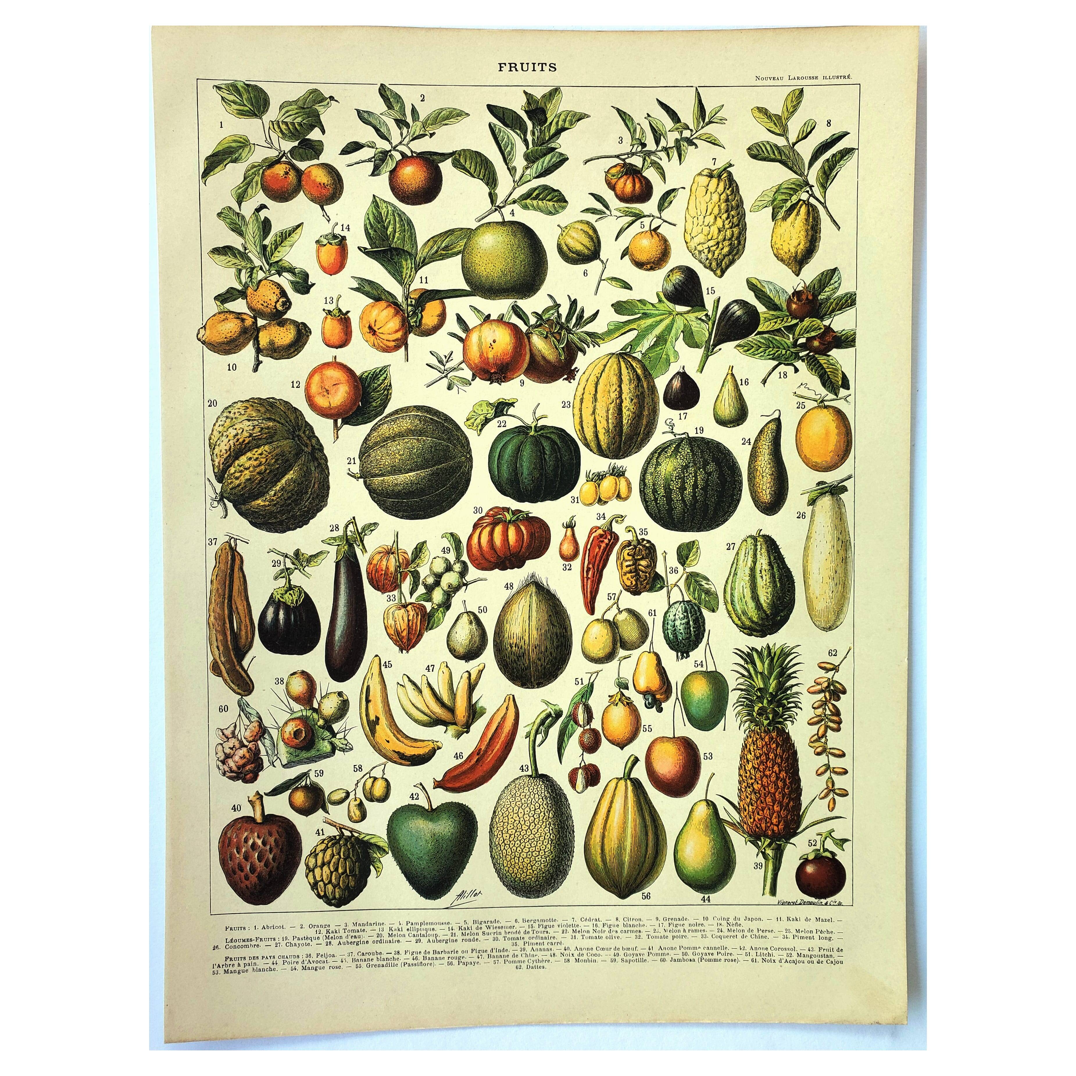 Botanical engraving 1897 A. Millot - Fruits 2, exotic, varieties