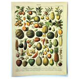 Botanical engraving 1897 A. Millot - Fruits 2, exotic, varieties
