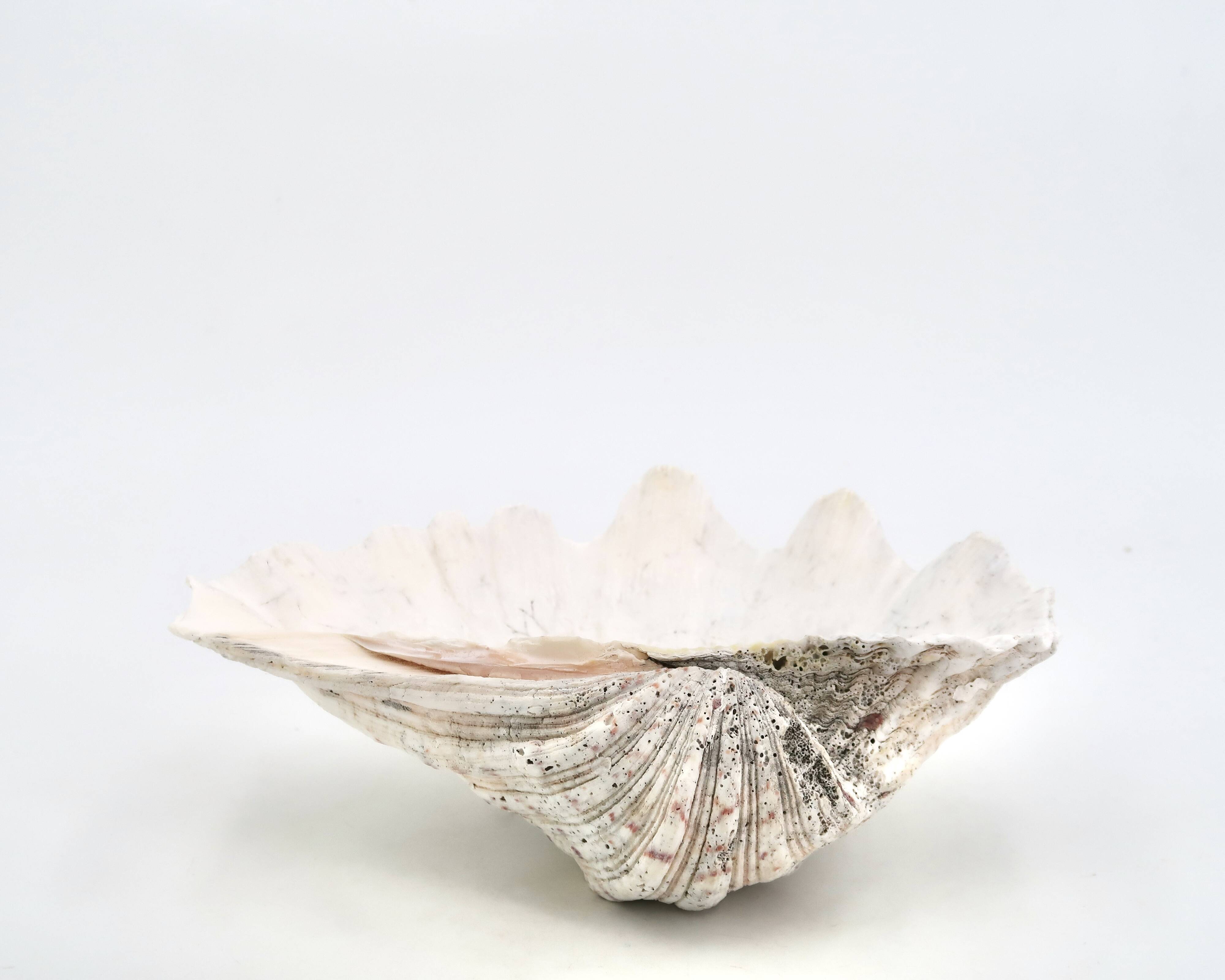 Natural white shell dish, 1970s.