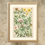 Botanical plate 1906 Potentilla, brown clover, snow trills, alpine clover