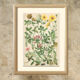 Botanical plate 1906 Potentilla, brown clover, snow trills, alpine clover