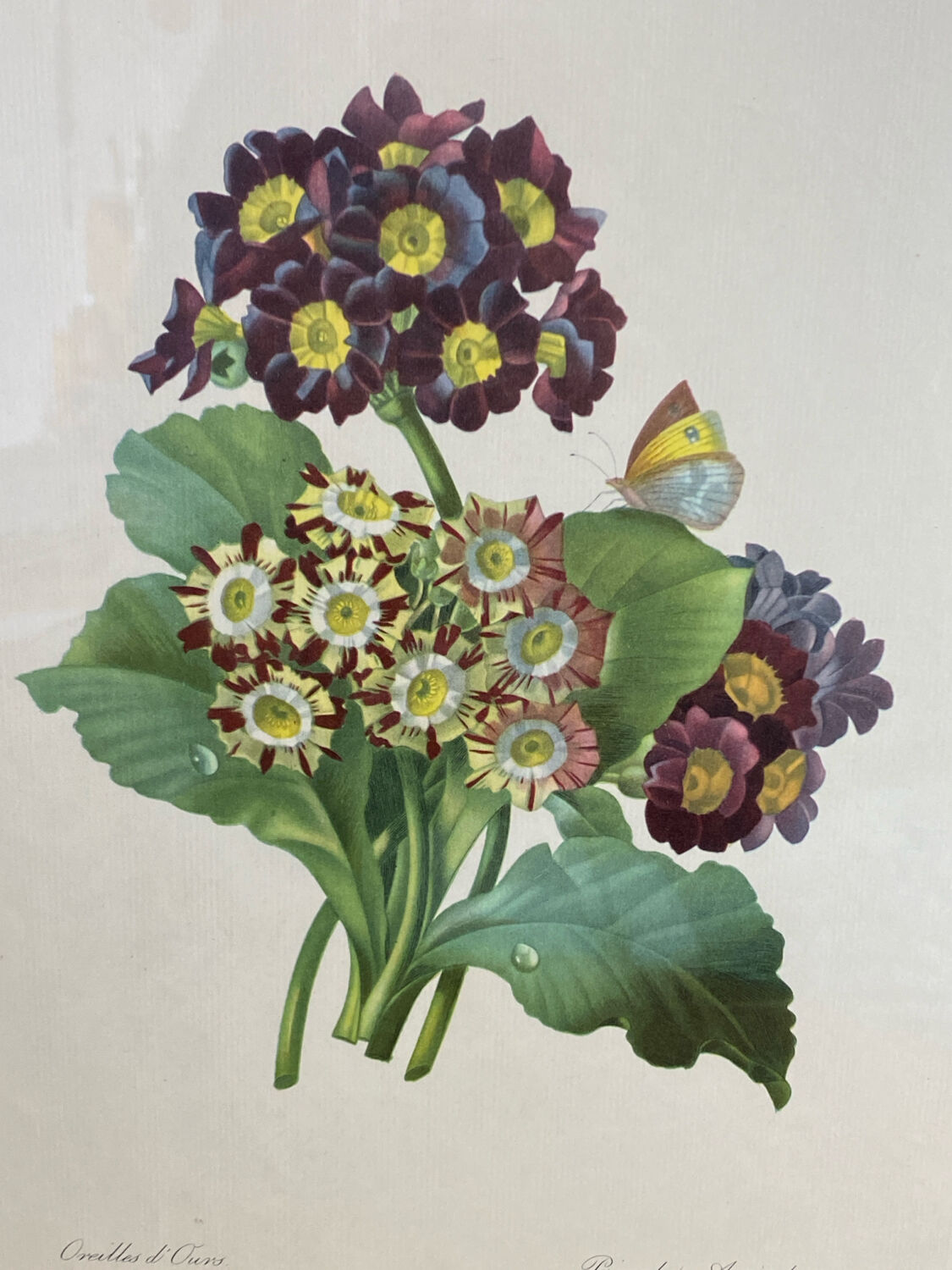 Botanical print, P-J Redouté, Bear's Ears