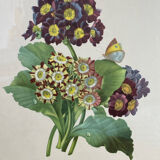 Botanical print, P-J Redouté, Bear's Ears