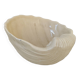 Shell bowl