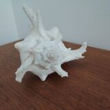 Giant natural decorative shell