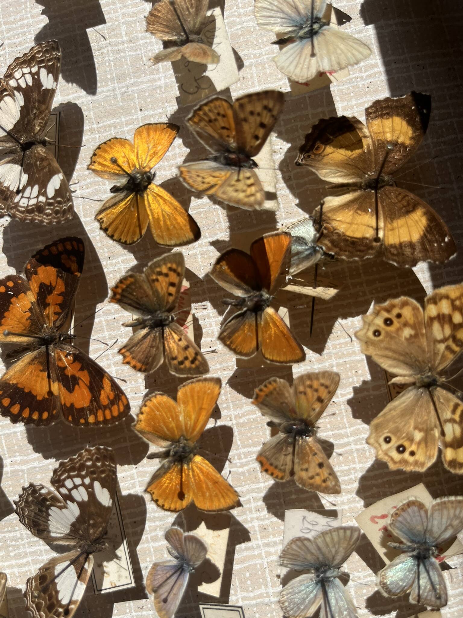 Vitrine / Collection de papillons anciens - 62 papillons