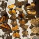 Vitrine / Collection de papillons anciens - 62 papillons