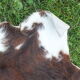 Old large vintage Norman cowhide carpet - Space age 1970