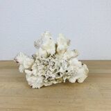 Old white coral 20 cm
