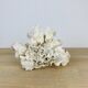 Old white coral 20 cm