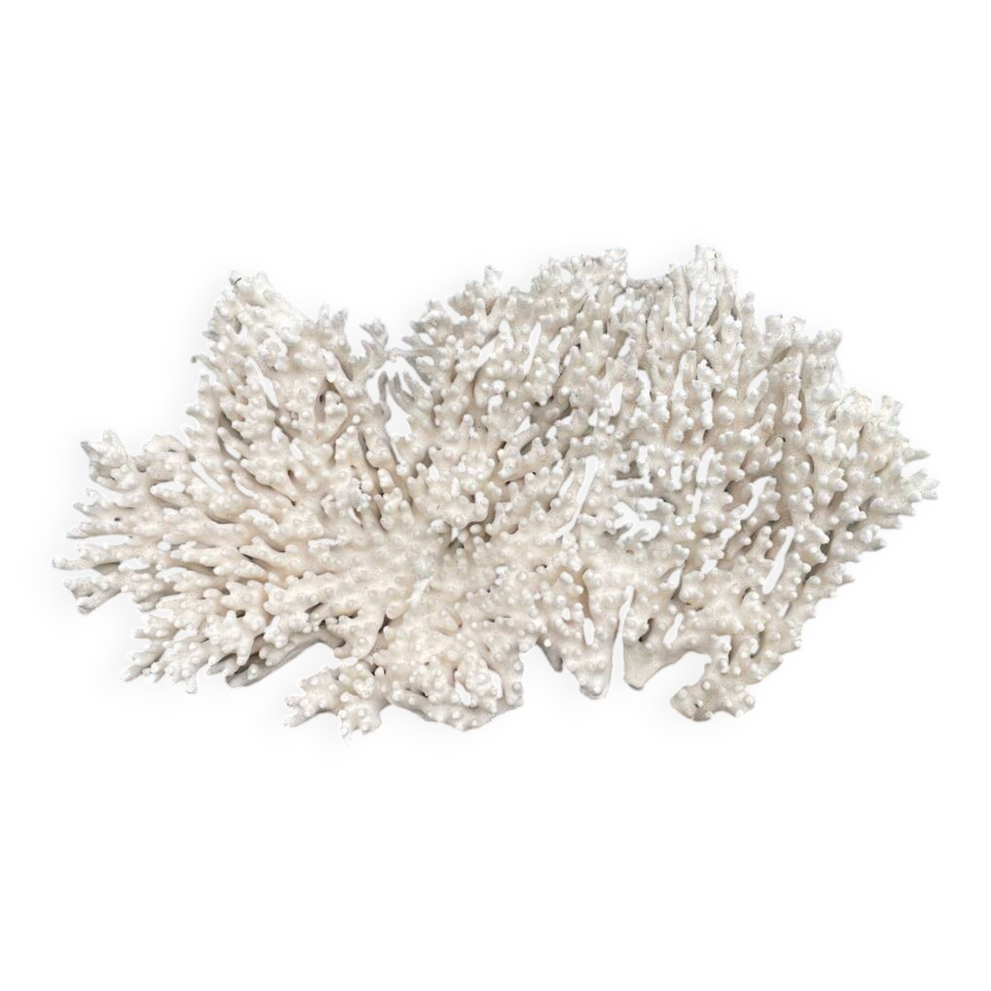 Large white coral XXL