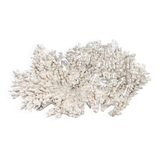 Grande corail blanc xxl