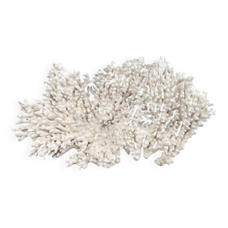 Large white coral XXL