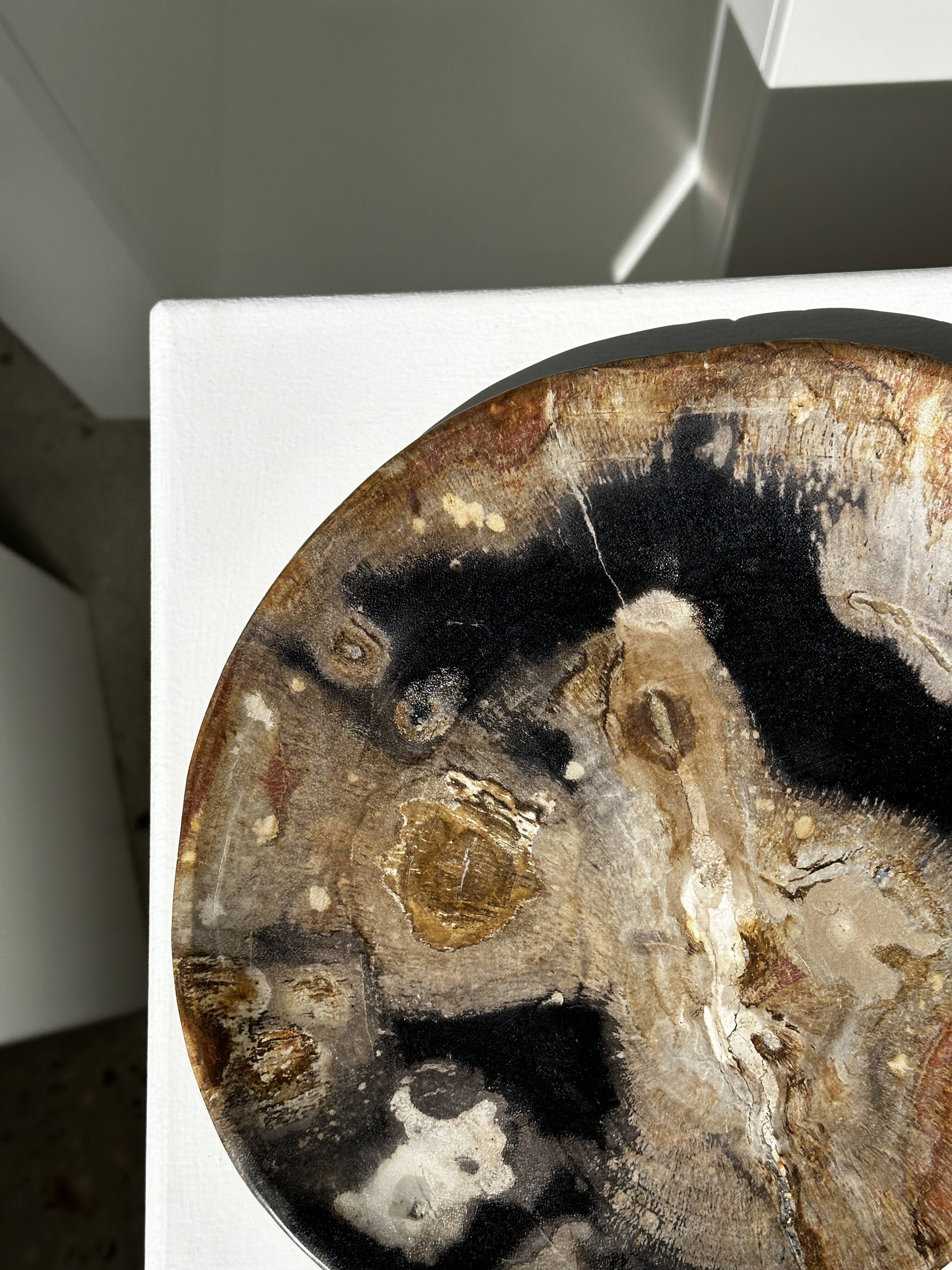 Large empty pocket or dish in petrified wood