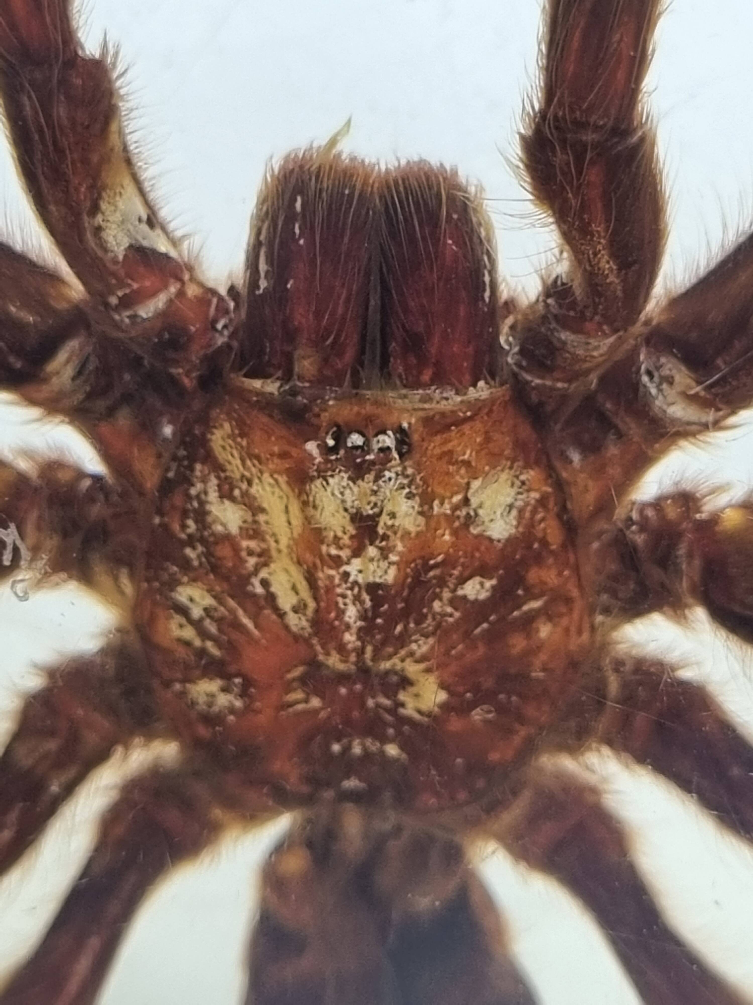 Inclusion of vintage naturalist, tarantula in taxidermy