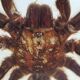 Inclusion of vintage naturalist, tarantula in taxidermy