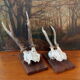 Pair of ancient hunting trophies, deer