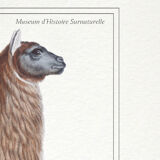 Chimera lithography animal engraving - the alpalion