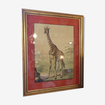 Giraffe engraving
