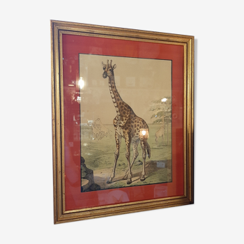 Gravure girafe