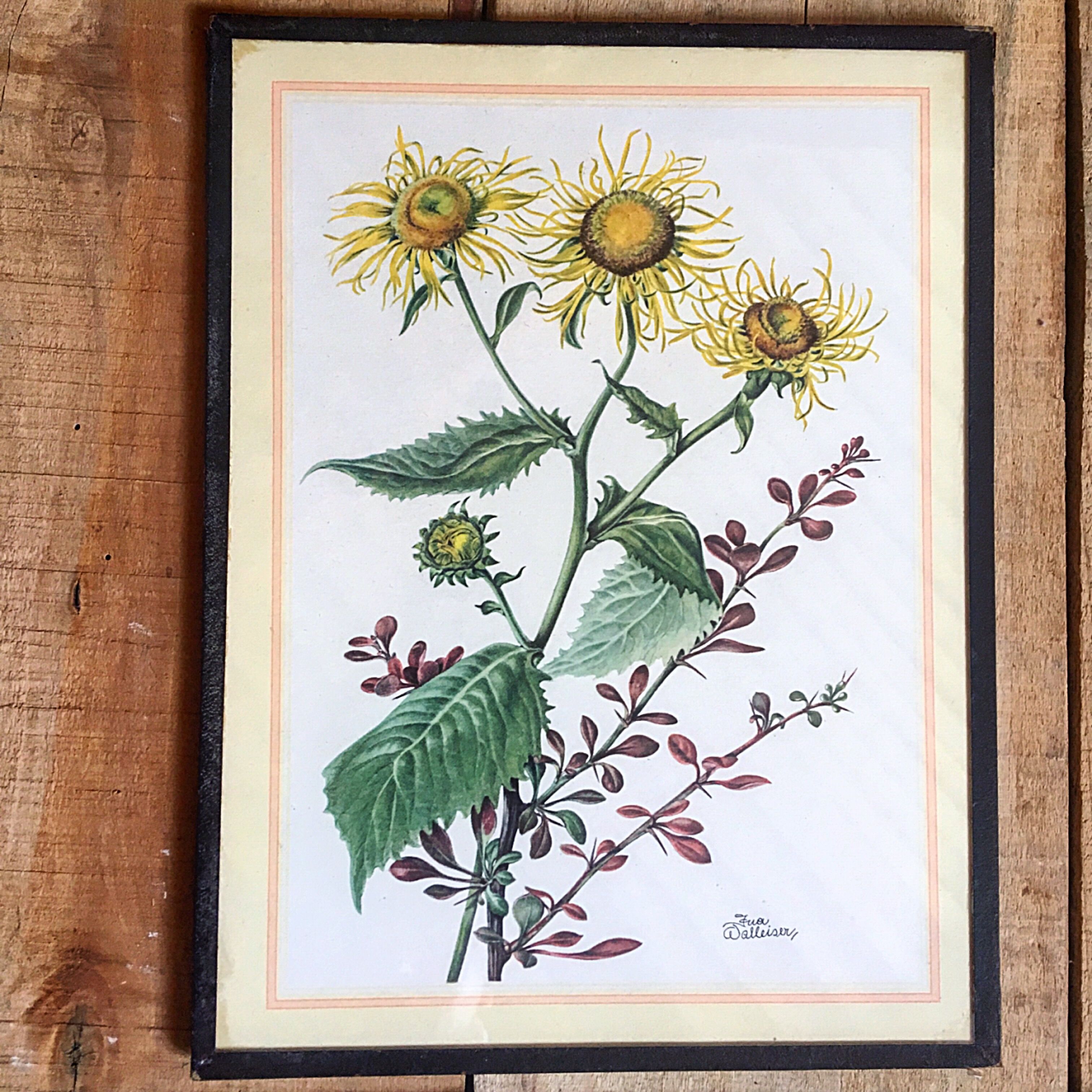 Set of three illustrations of vintage flowers under glass, 1960/1970s