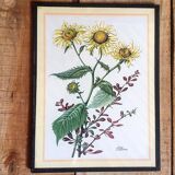 Set of three illustrations of vintage flowers under glass, 1960/1970s