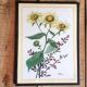 Set of three illustrations of vintage flowers under glass, 1960/1970s