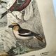 Large antique engraving, 1886 - Finch and birds. Lithograph, plate