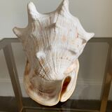 Shell horned helmet 23 cm