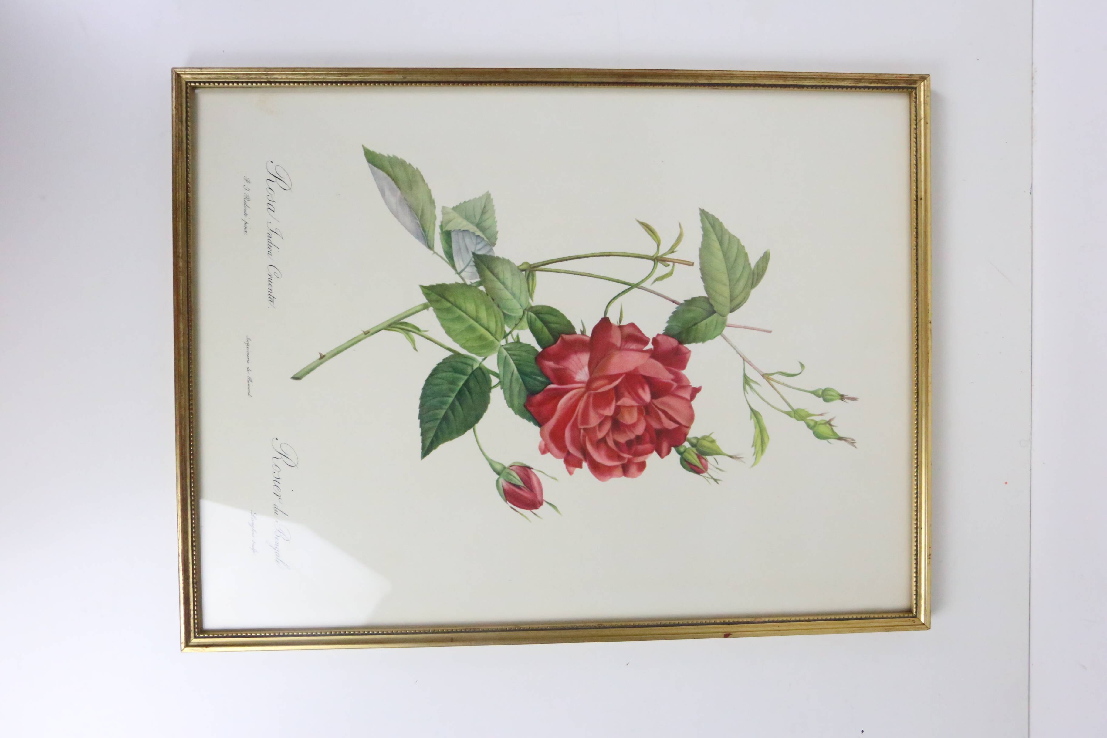 Large framed lithograph by Redouté