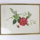 Large framed lithograph by Redouté