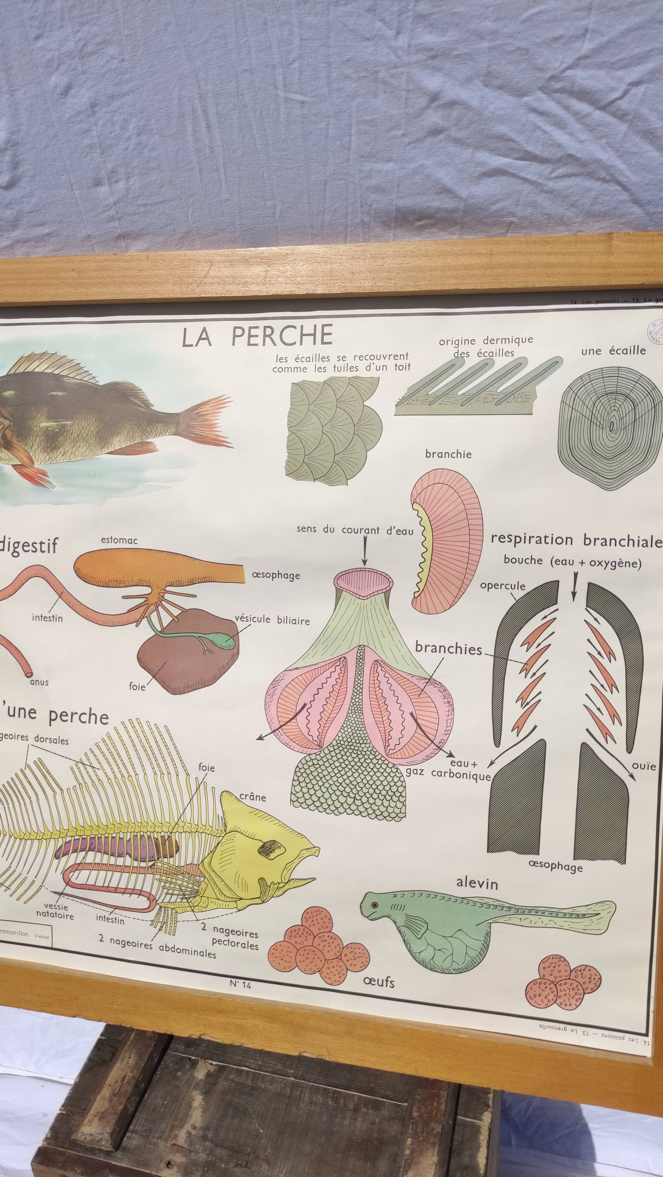 Educational poster of school frog and perch