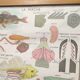 Educational poster of school frog and perch