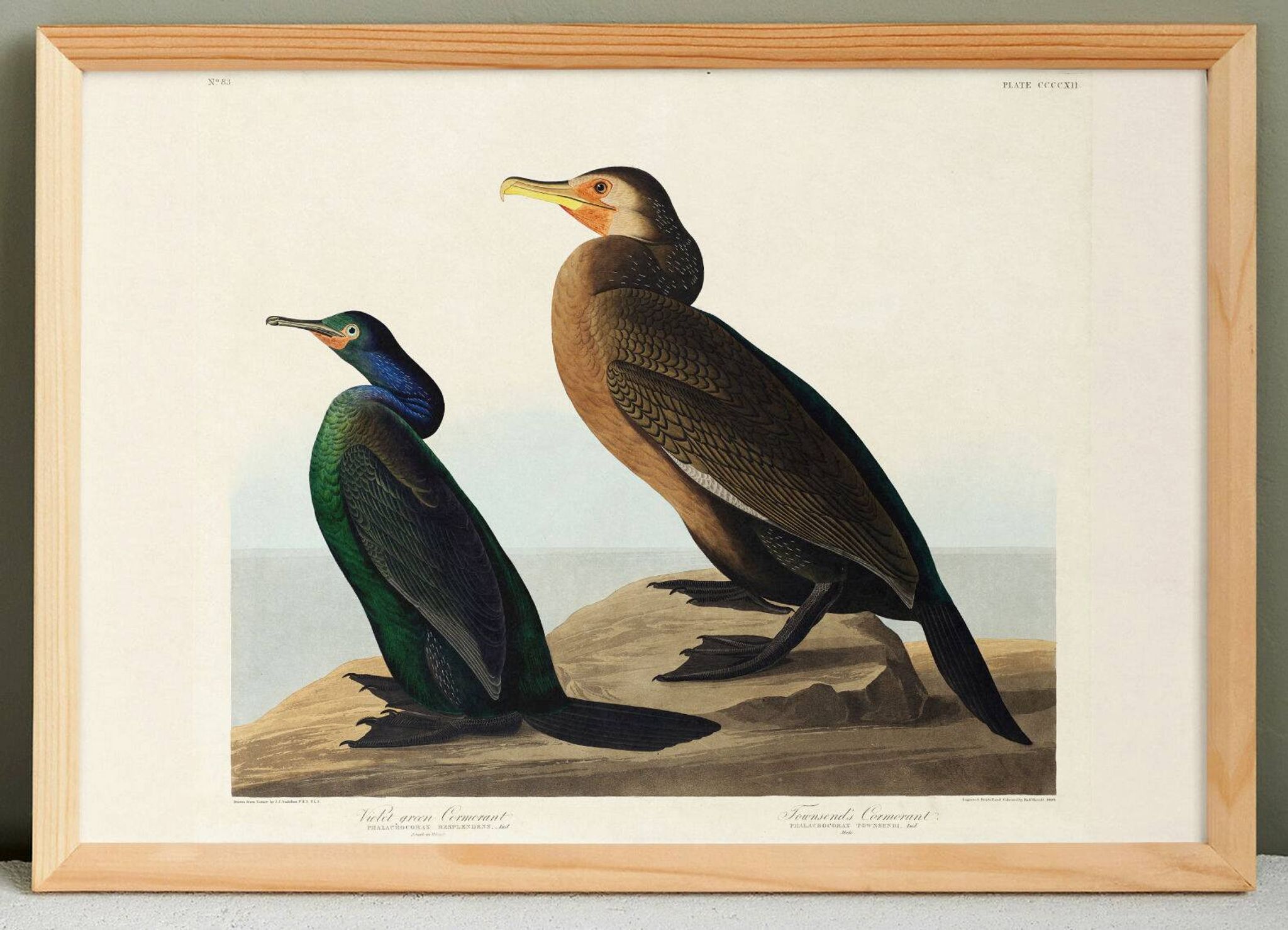 Poster about the Cormorant, based on an old engraving from 1827.