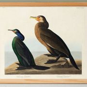 Poster about the Cormorant, based on an old engraving from 1827.